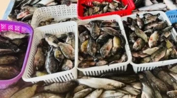 تحديث أسعار.. البلطي في كفر الشيخ الأربعاء 17 ديسمبر 2025